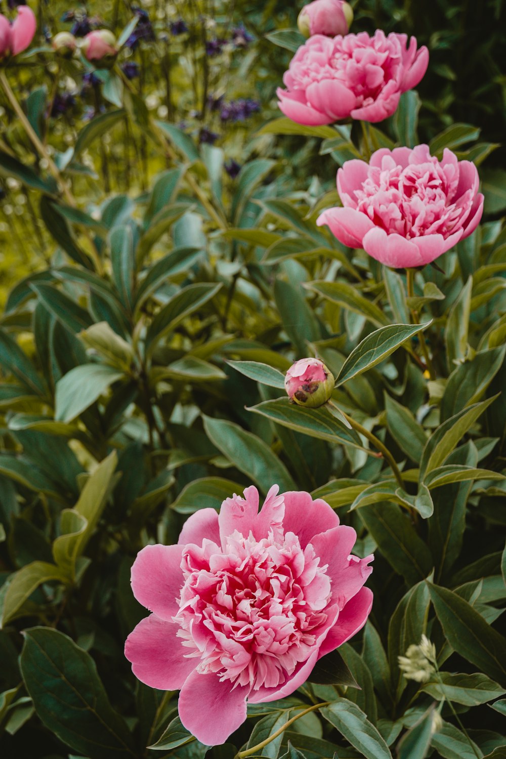 un gruppo di fiori rosa