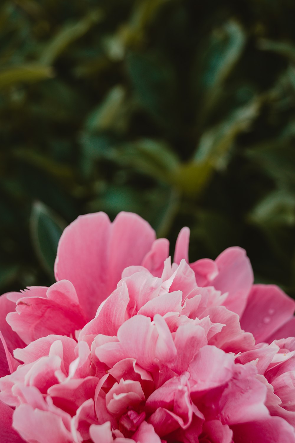 um grupo de flores cor-de-rosa