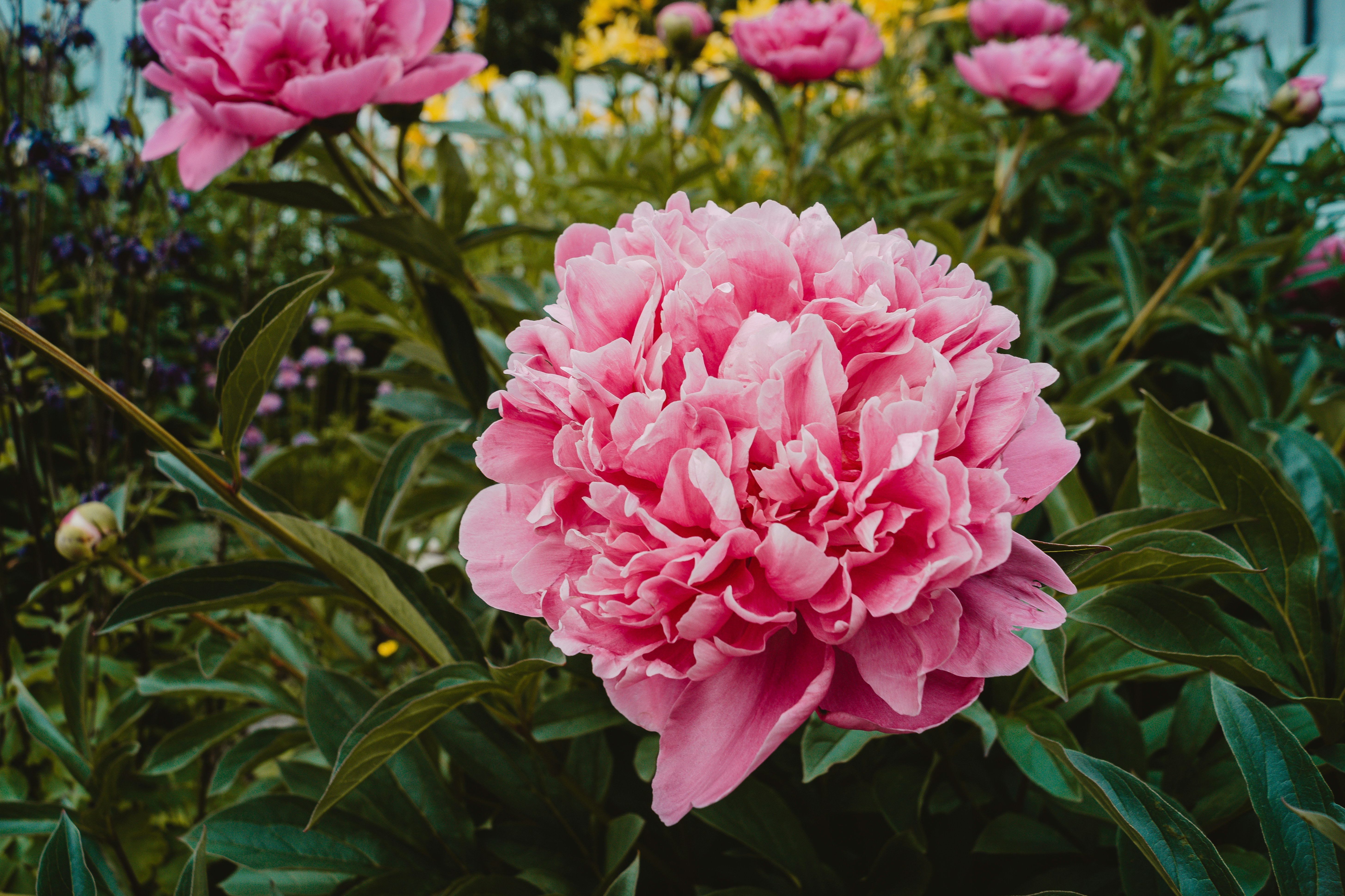 A pink flower with green leaves photo – Free Peony Image on Unsplash
