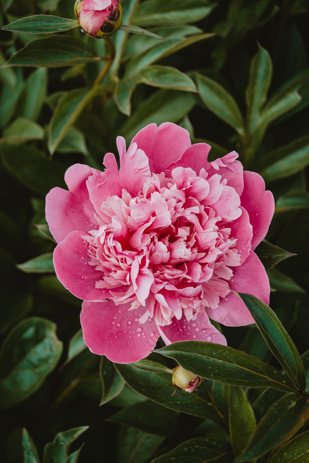 a pink flower with green leaves