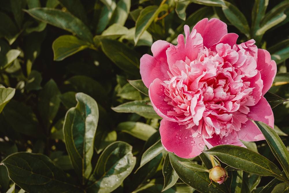 uma flor rosa em uma planta