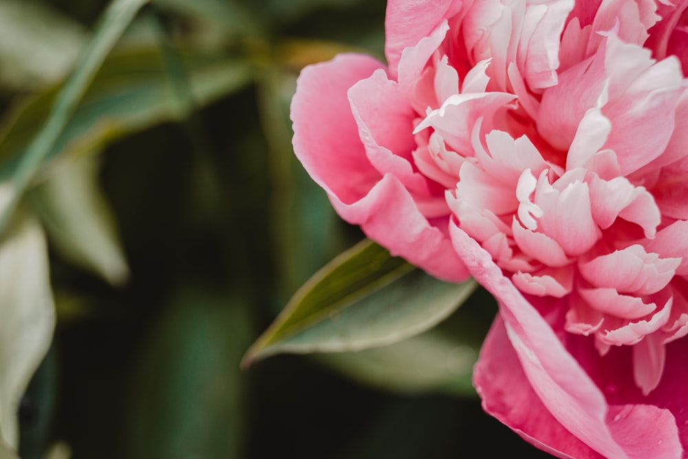 a close up of a flower