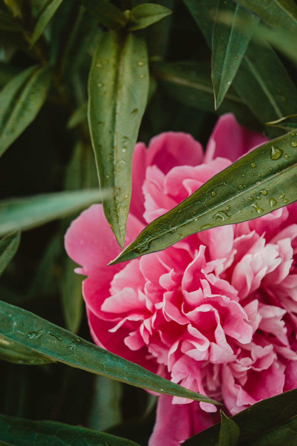 Eine Nahaufnahme einiger Blumen