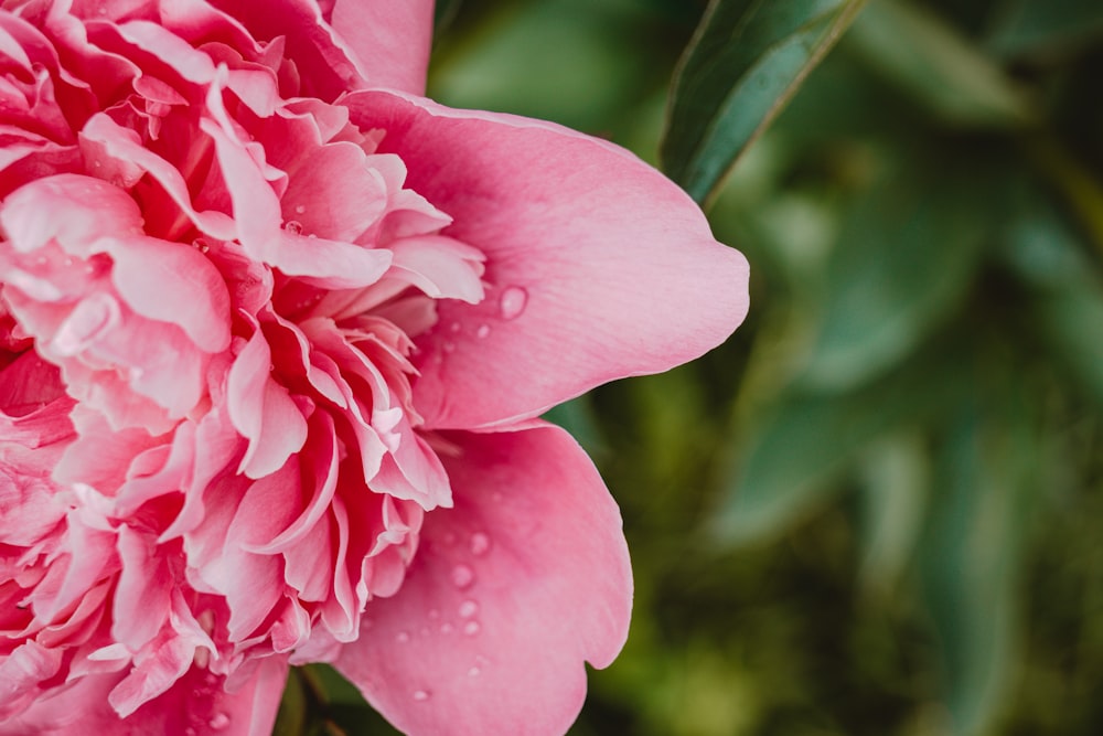 a close up of a flower