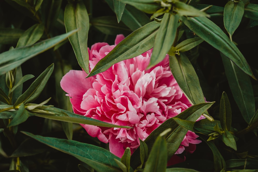 a pink flower with green leaves