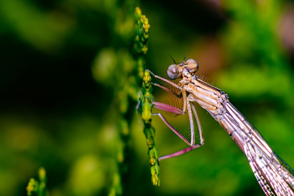 a dragonfly on a branch