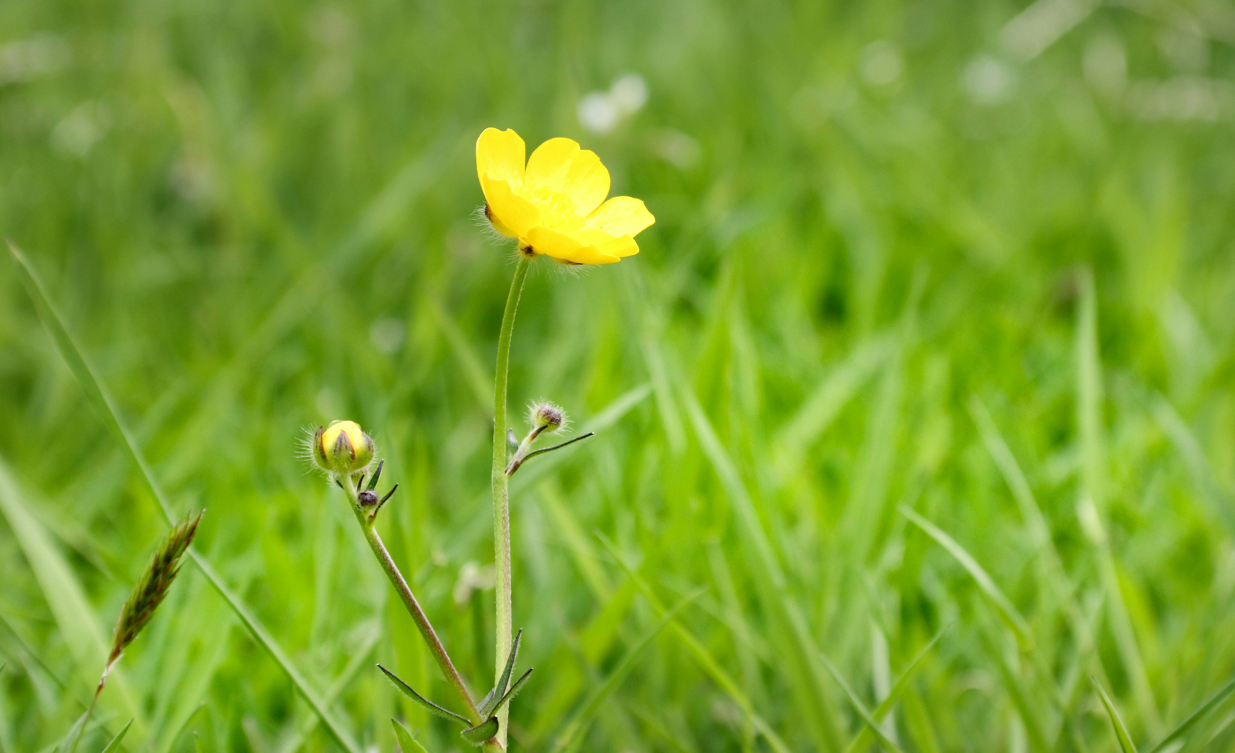 Photo by gullaksen_71