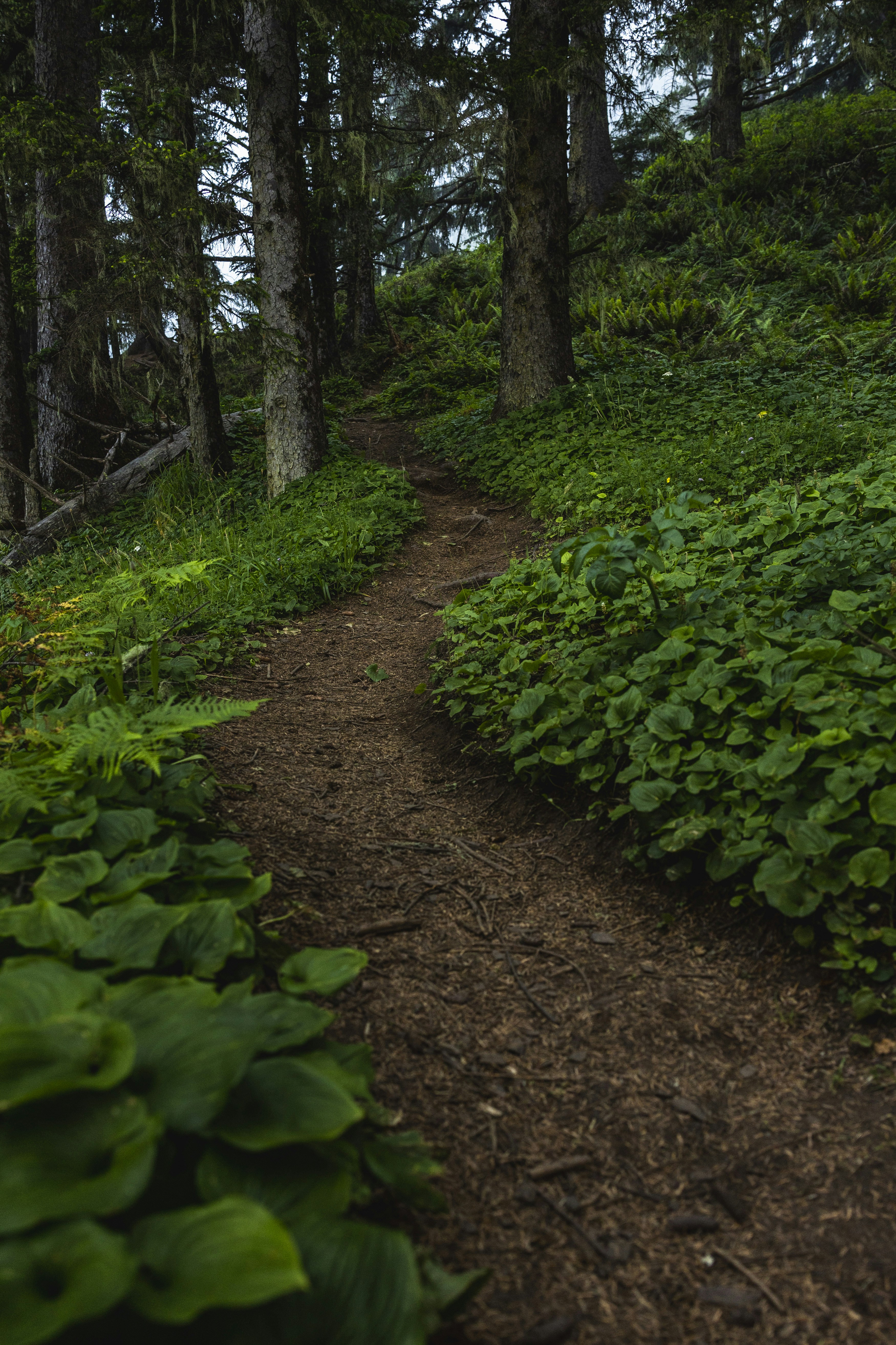 Un chemin de terre à travers une forêt photo – Photo オレゴン Gratuite sur ...