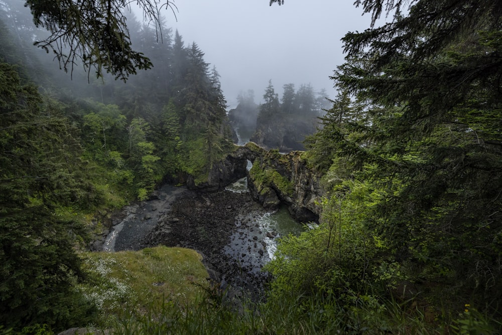 a river running through a forest