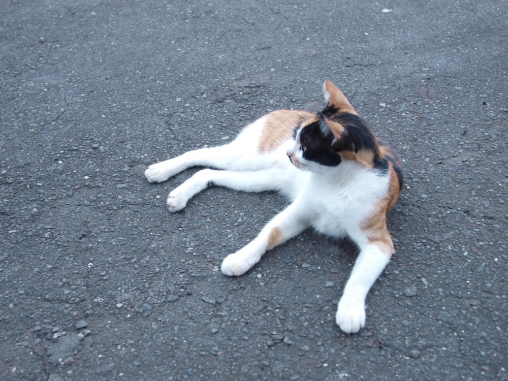 a dog lying on the ground