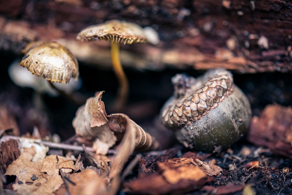 mushrooms growing in the woods