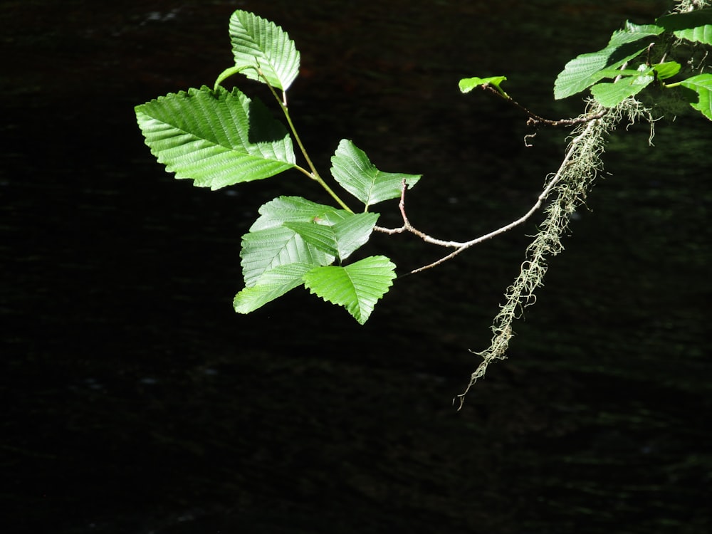 a branch with leaves