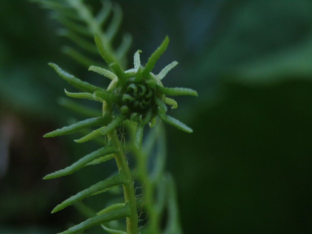 a close up of a plant