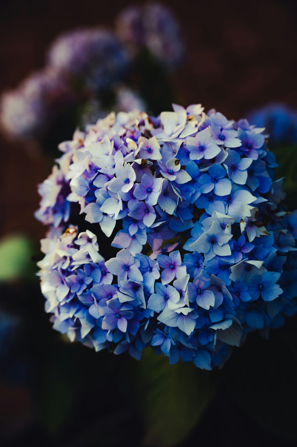 a close up of a flower