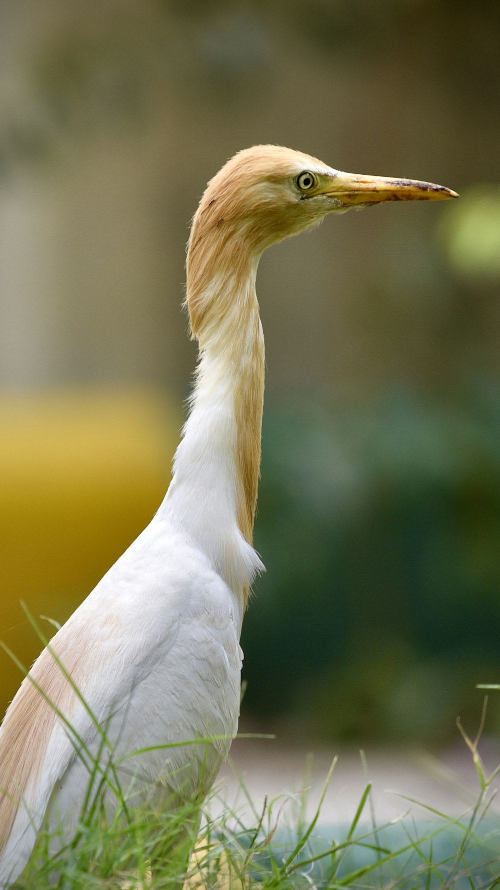 a bird standing in grass