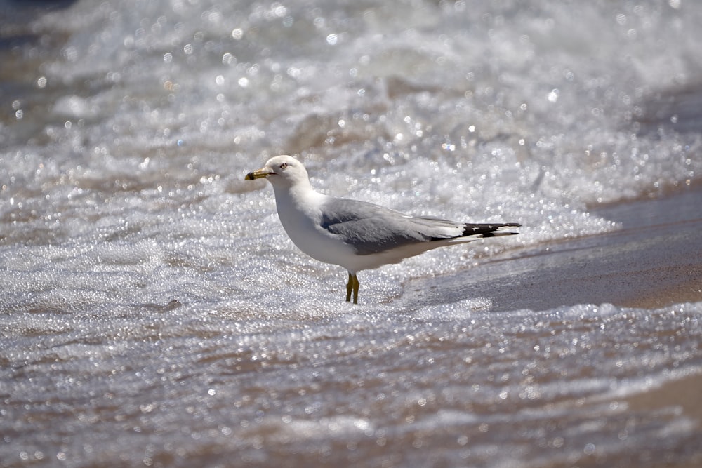 a bird standing on the beach