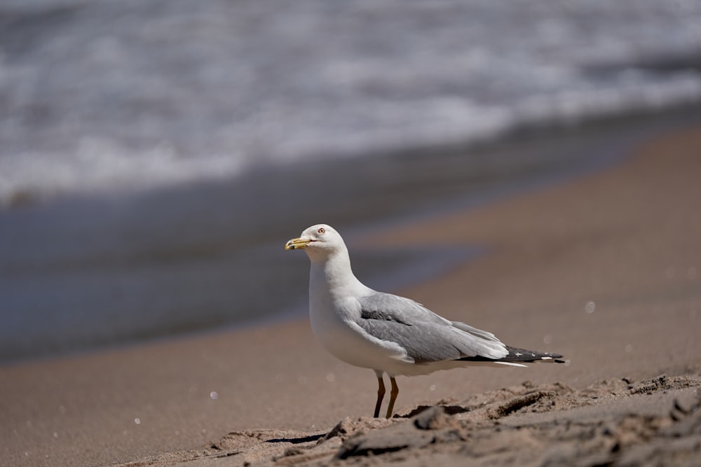 a seagull on a beach