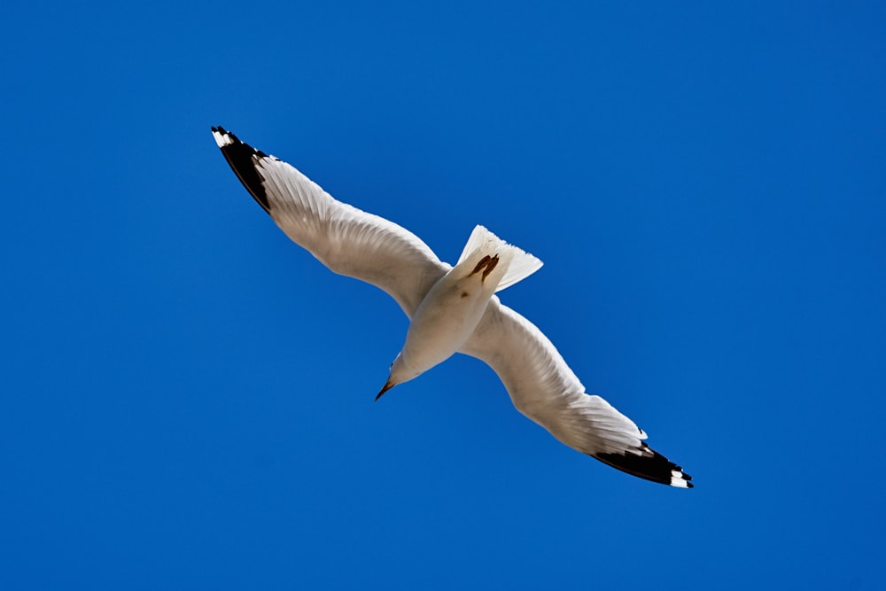 a bird flying in the sky