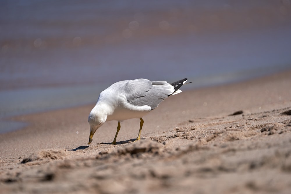 birds on the beach