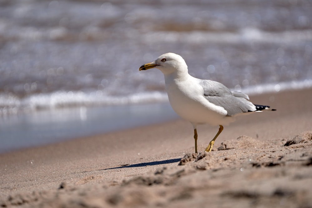 a seagull on the beach