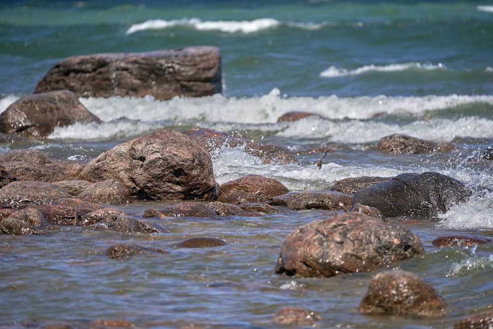 a group of seals on a beach