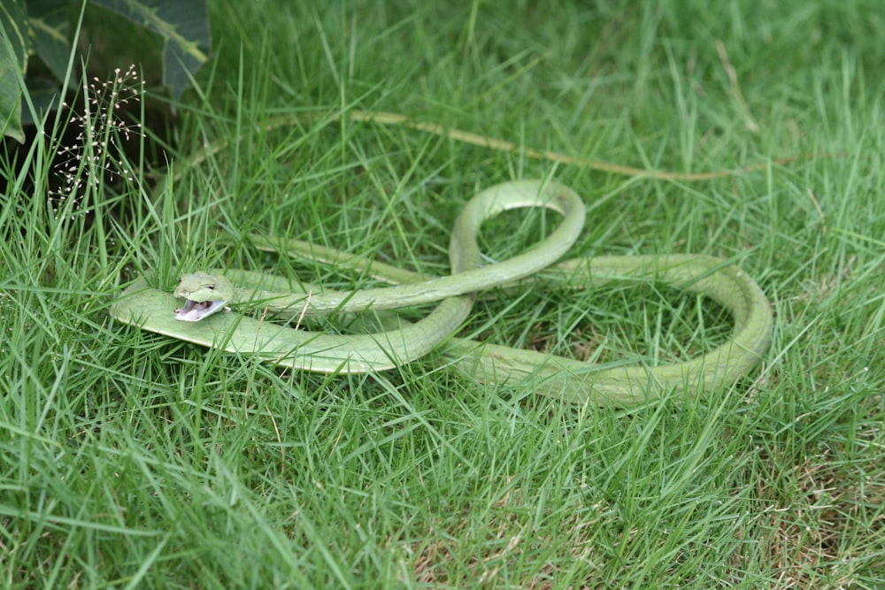 Un serpent dans l’herbe