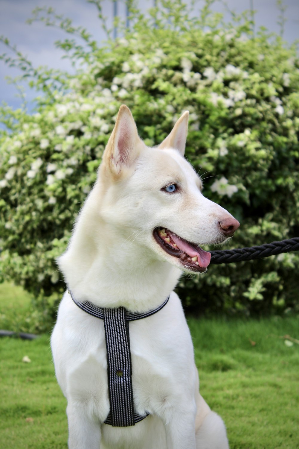 a dog wearing a tie