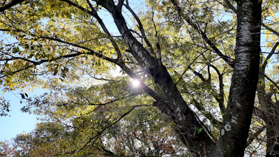 Sunlight filtering through cacao trees in the lush Aderno countryside.