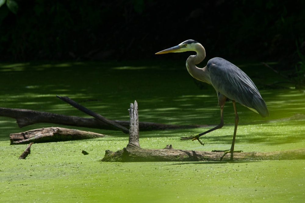 a bird walking on a log