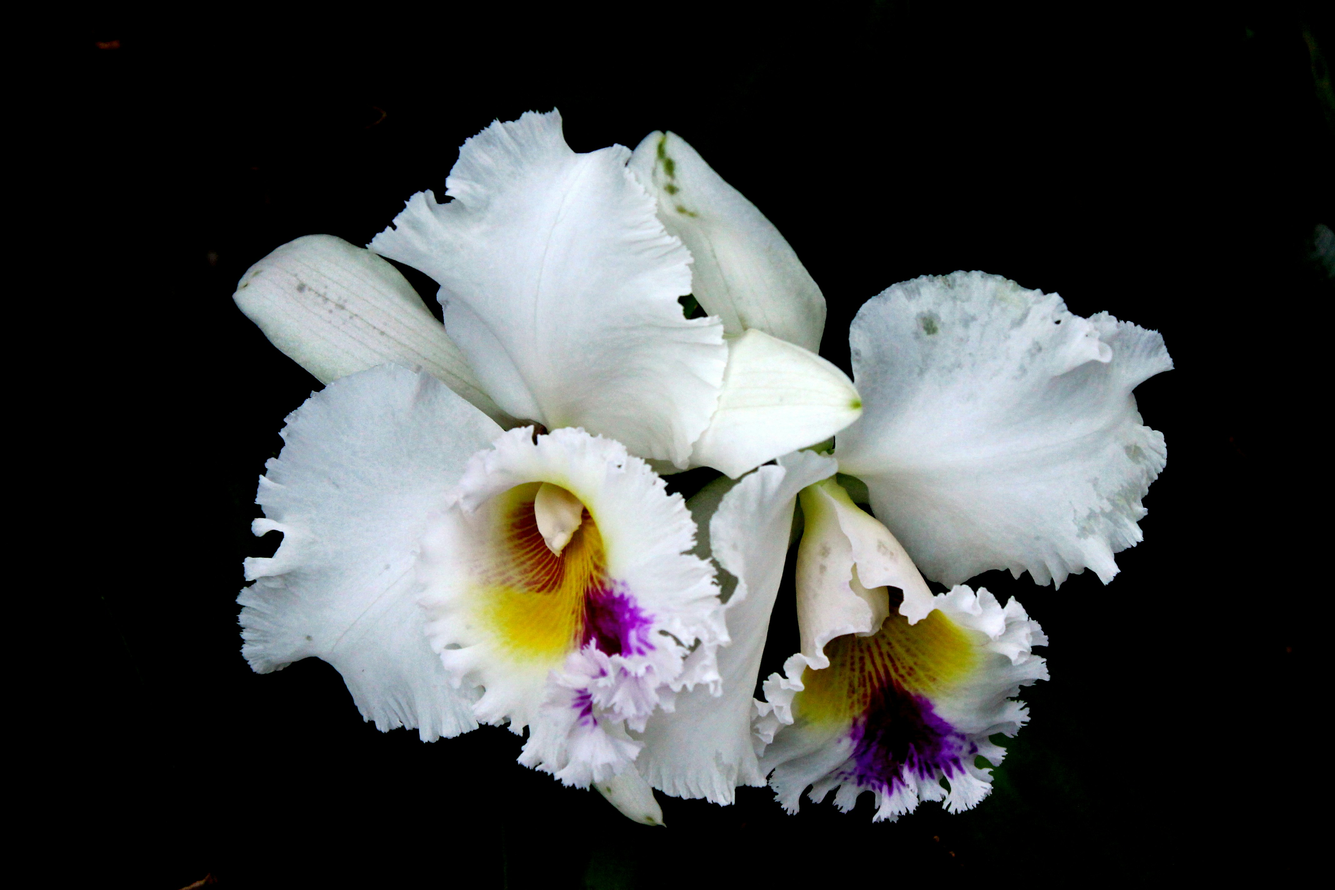 Photo by vijay_kumar_gaba