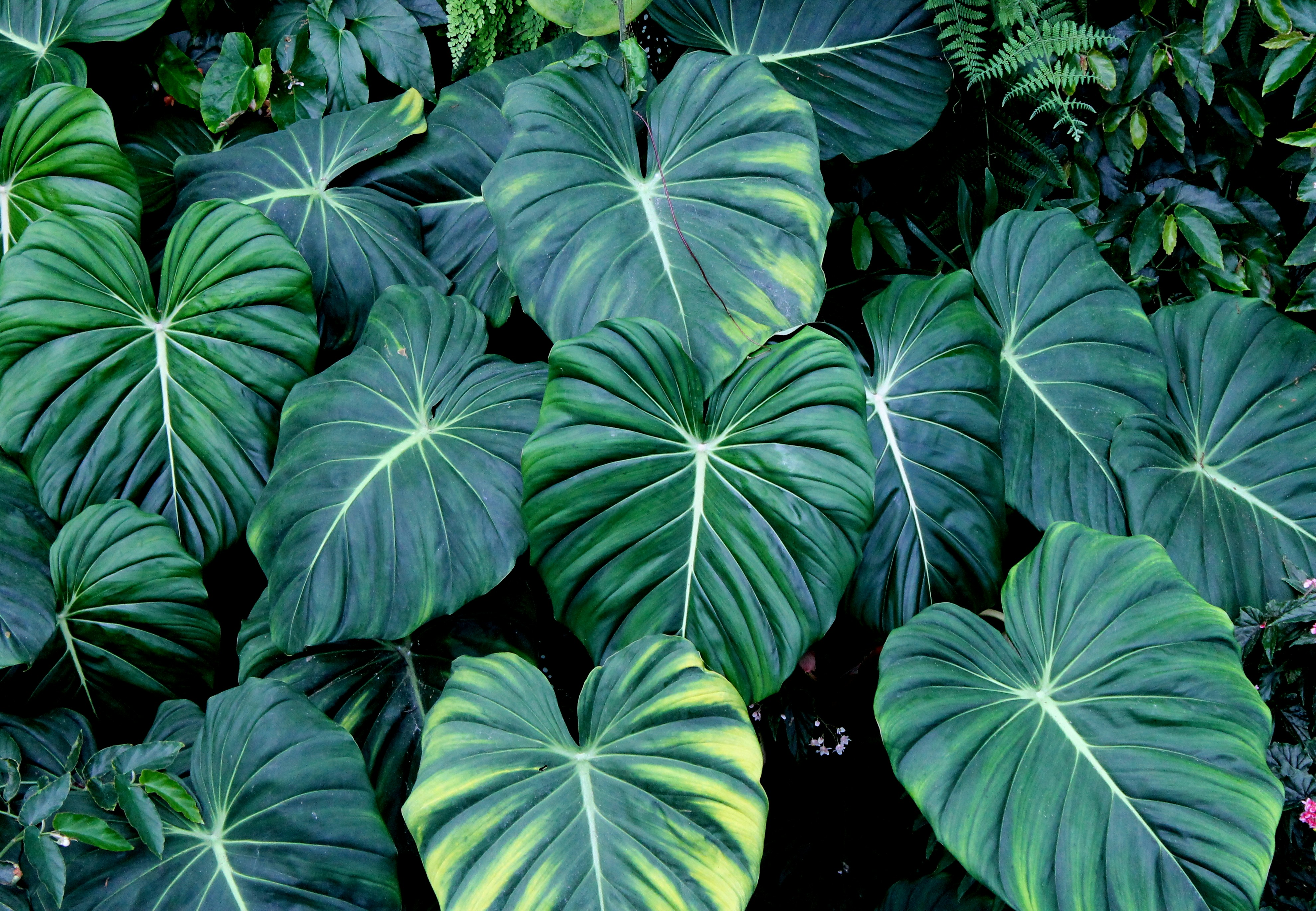 Photo by vijay_kumar_gaba