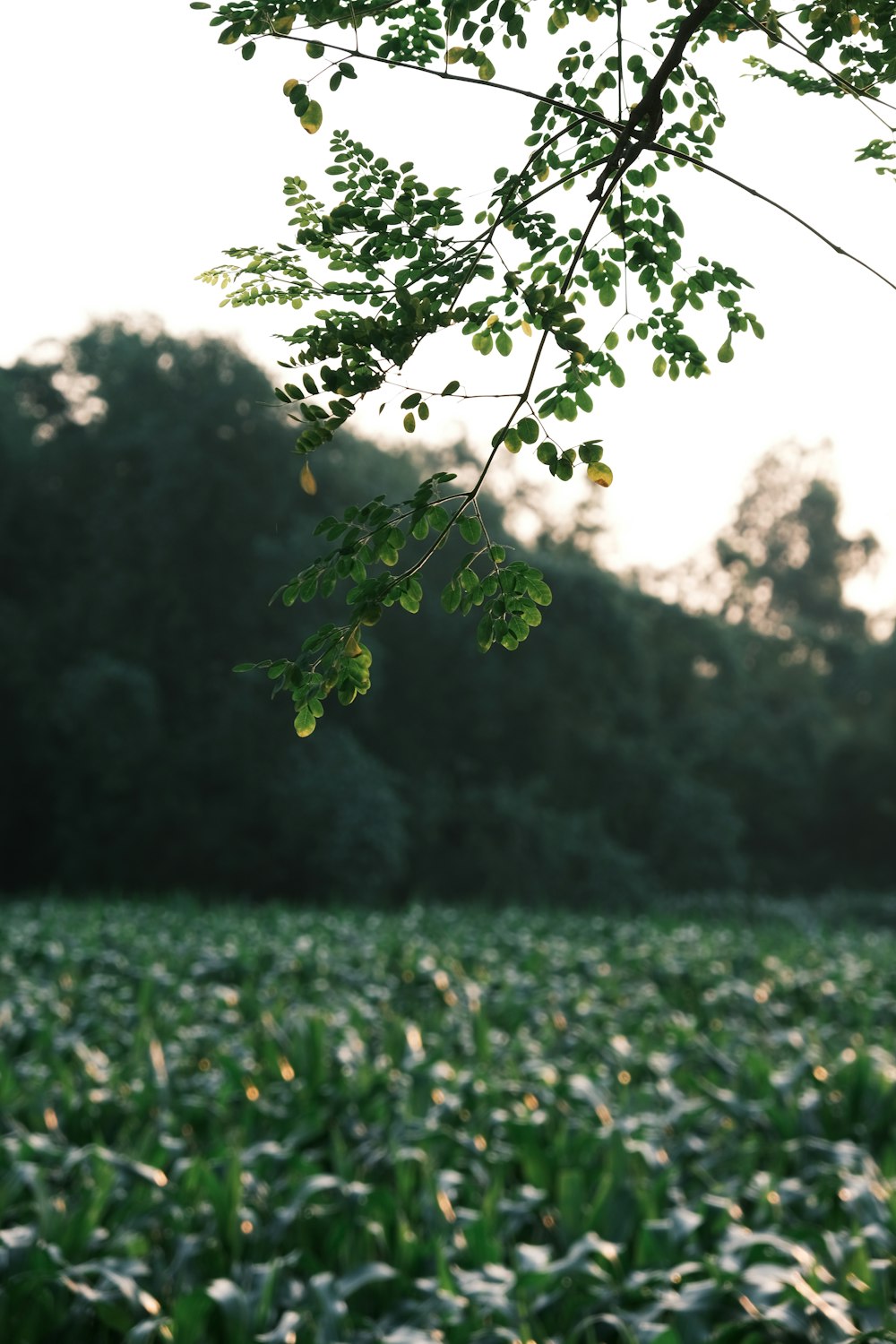 a tree with leaves