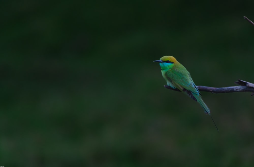 un uccello su un ramo