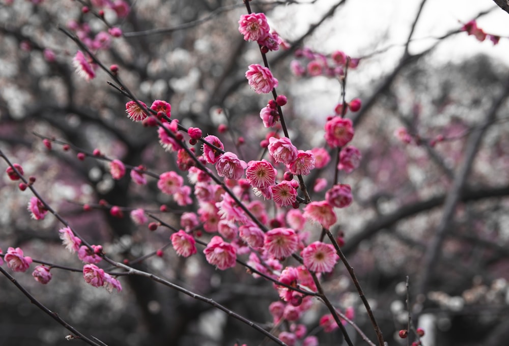 a tree with pink flowers