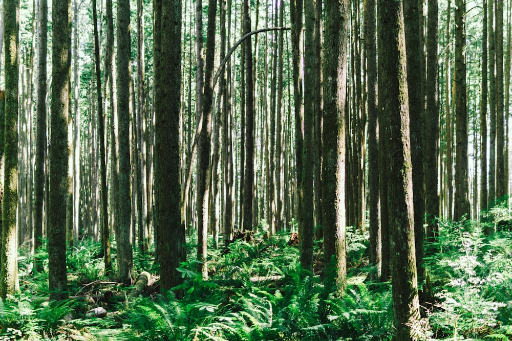 a forest of trees