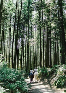Guests riding horses along a scenic trail surrounded by lush forest.