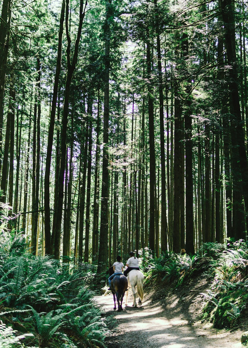 people riding horses in the woods