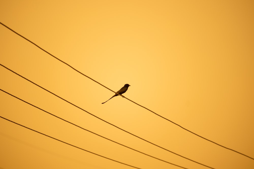 a bird sitting on a power line