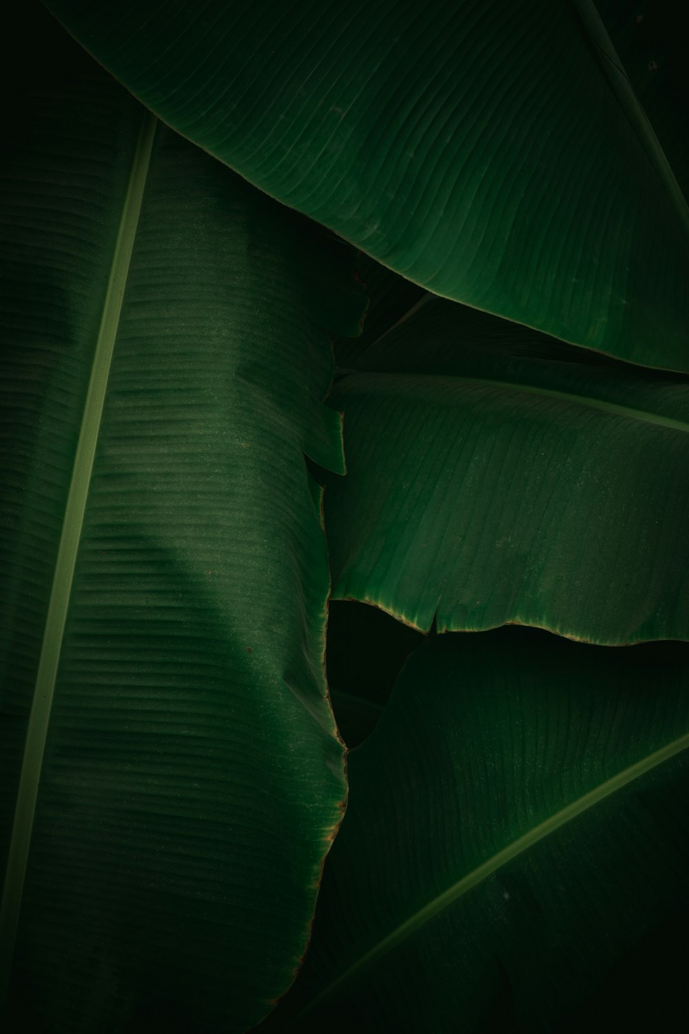 a close-up of a plant