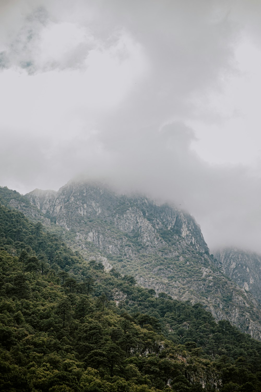 a mountain with trees on it