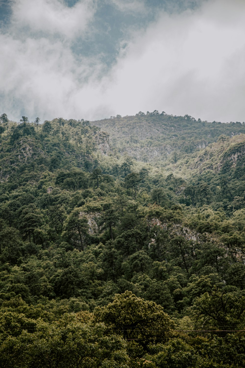 a hill with trees on it