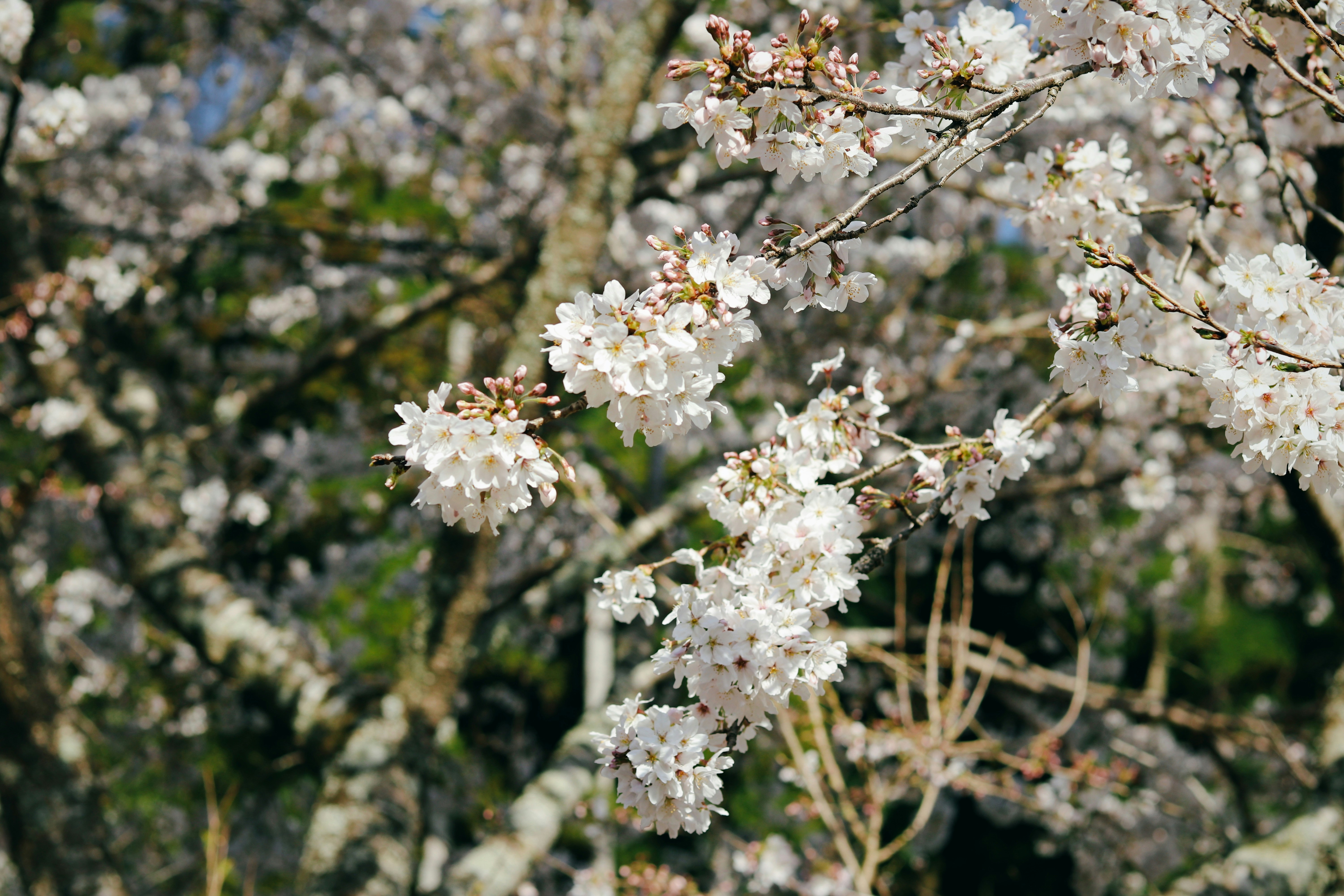 a close up of some flowers