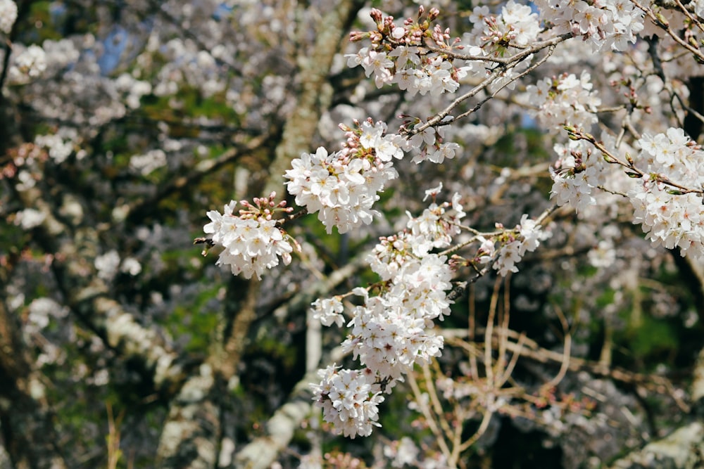 a close up of some flowers