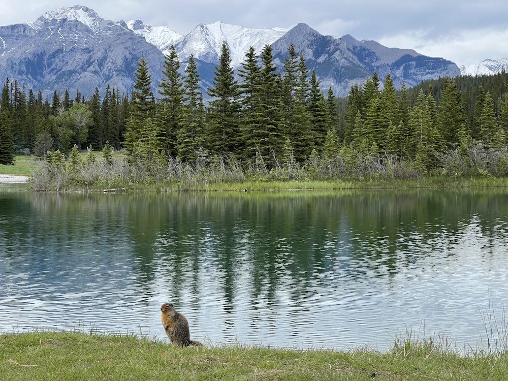a dog sitting on grass by a lake with mountains in the background