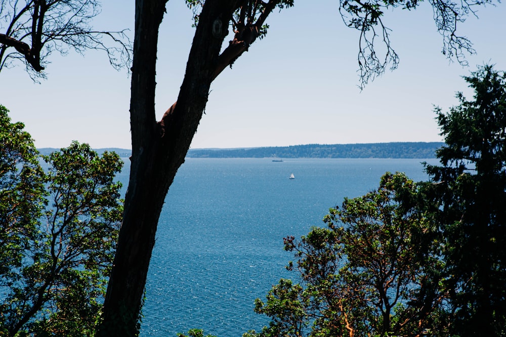 a body of water with trees around it