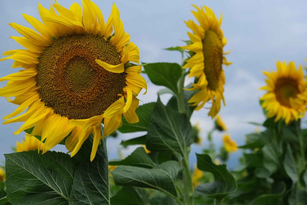 a group of sunflowers