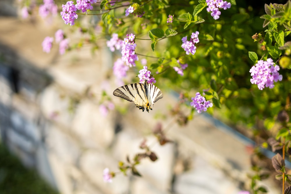 a butterfly on a flower