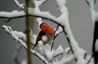 a bird on a branch