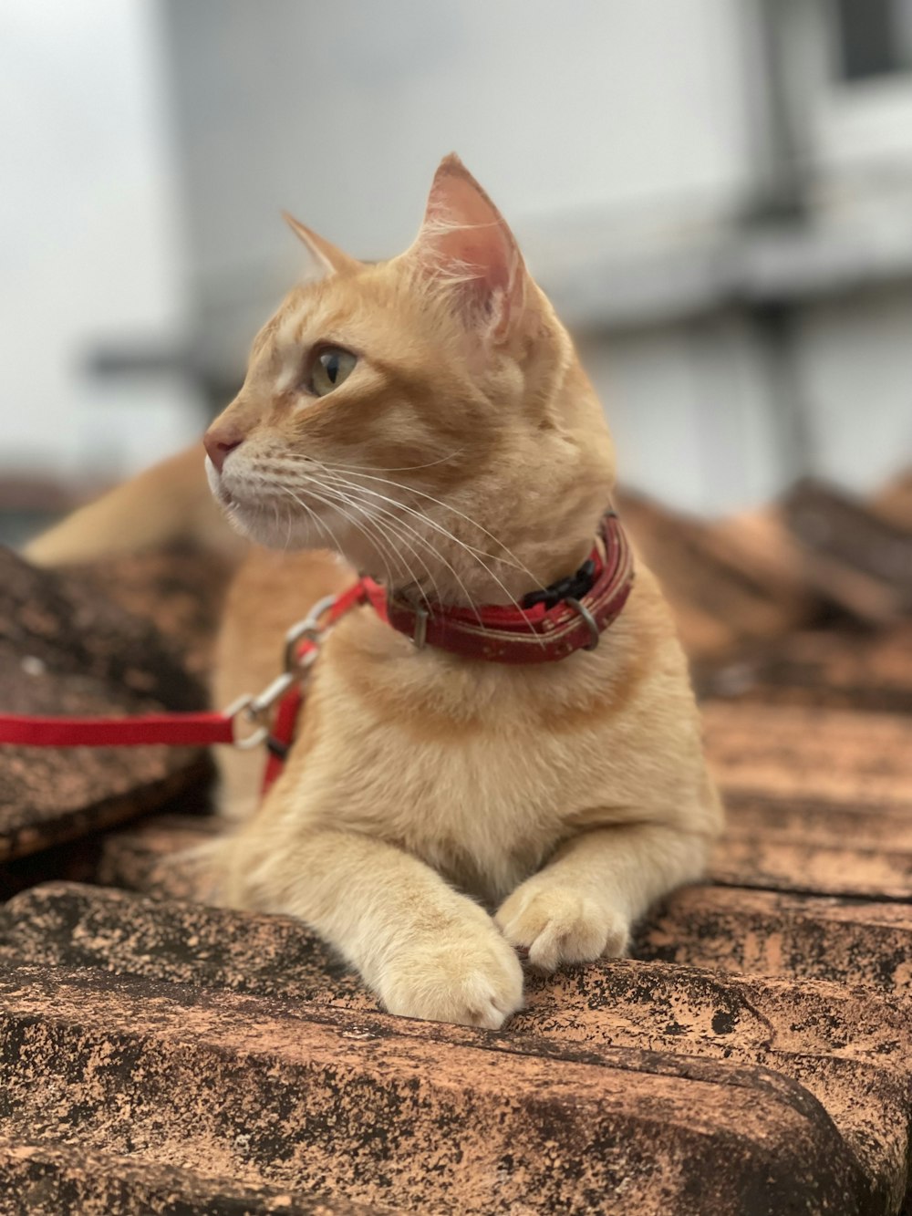 a cat with a red collar