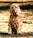 A golden Cocker Spaniel sits on a dirt path surrounded by dappled sunlight filtering through trees. The dog's fur is curly and shines with various golden shades. The background is blurred, highlighting the dog as the focal point.